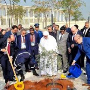 غرس الأشجار