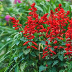 "Sauge officinale et Sauge rouge ou sauge écarlate"