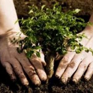 رئيس جمعية الجزائر الخضراء معلي فؤاد عن مشروع غرس مليون شجرة