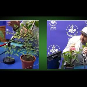 Preview image for the video "LA3WANSER 18.08.2025. Guerfi Samir Formateur à HAMA"jardin d'essai",".