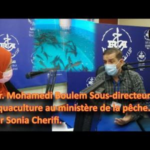 Preview image for the video ". Mr. Mohamedi Boulem Sous-directeur  aquaculture au ministère de la pêche. Par Sonia Cherifi.".