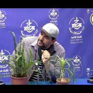 Preview image for the video "ⵍⴰ3ⵡⴰⵏⵙⴻⵔ 01.09.2025 LA3WANSER avec Guerfi Samir :les plantes polyvalente.".