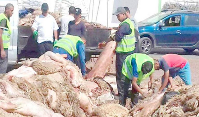 جمع جلود الأضاحي ثروة اقتصادية و صحة بيئية و أجر عظيم ربورتاج